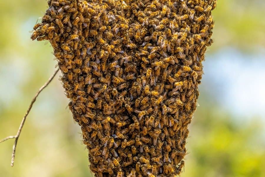 A honey bee swarm clustered on a branch