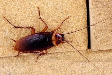 Cockroach Control