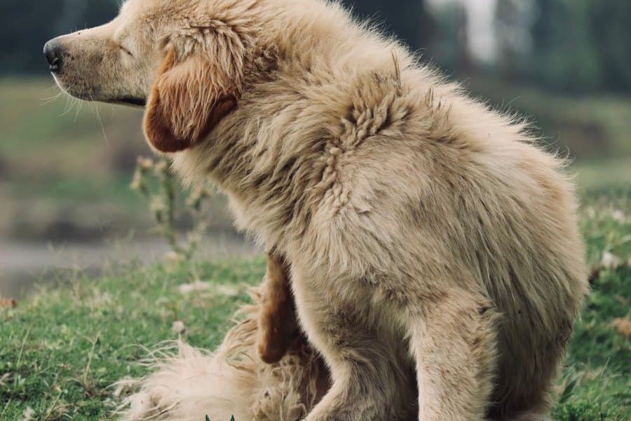 A dog scratching, the most common first sign of a flea problem