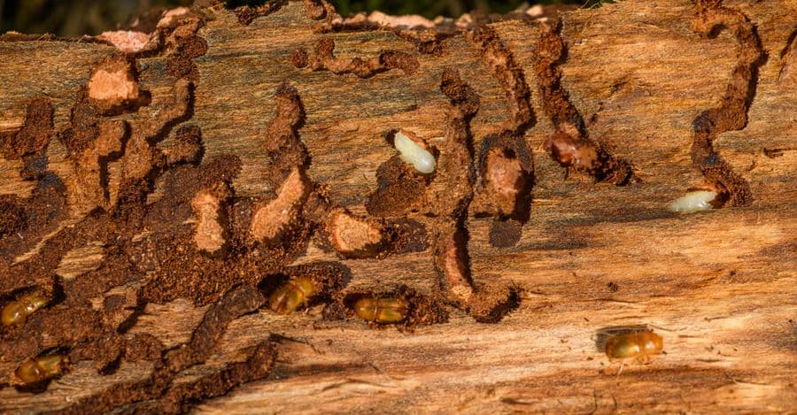 Damaged timber showing why an unbroken termite barrier matters