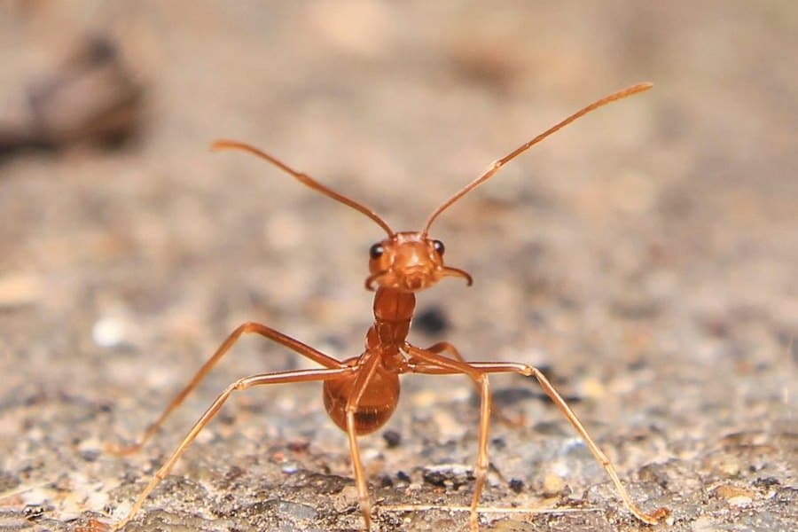 A close-up of an ant, showing the narrow waist that separates ants from termites