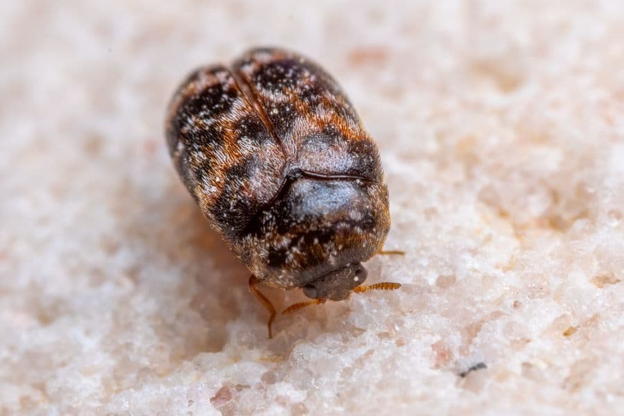 A carpet beetle close up, showing the mottled pattern on the adult