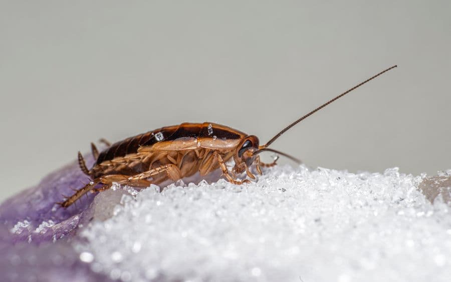 A German cockroach feeding, the species that breeds indoors