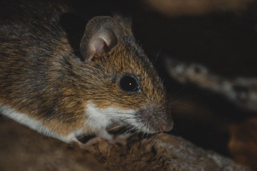 A house mouse in a dark cavity, the kind of gap rodents nest in
