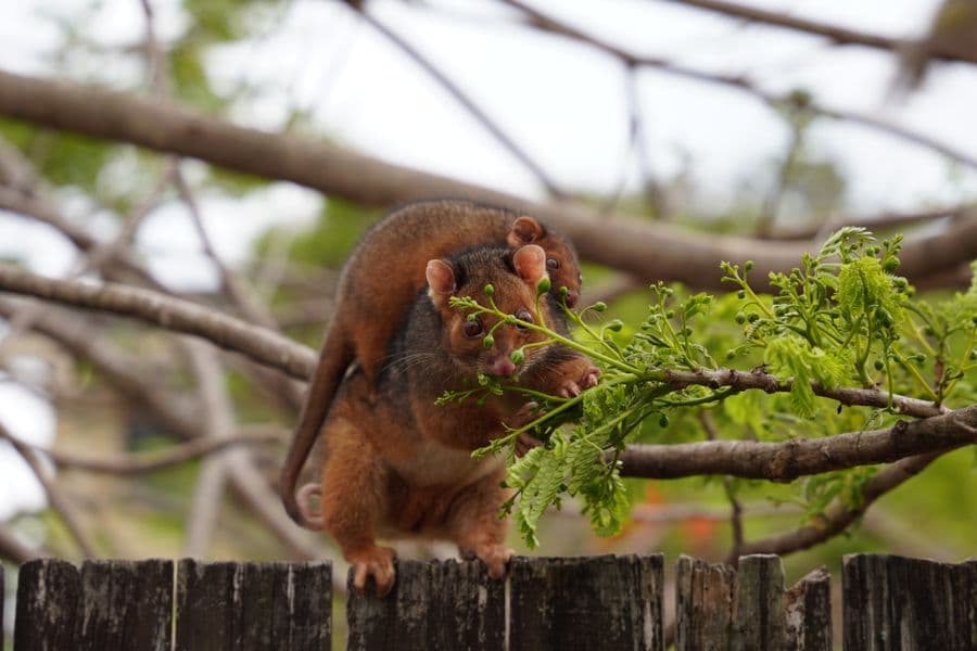 A brushtail possum on a fence beside a house