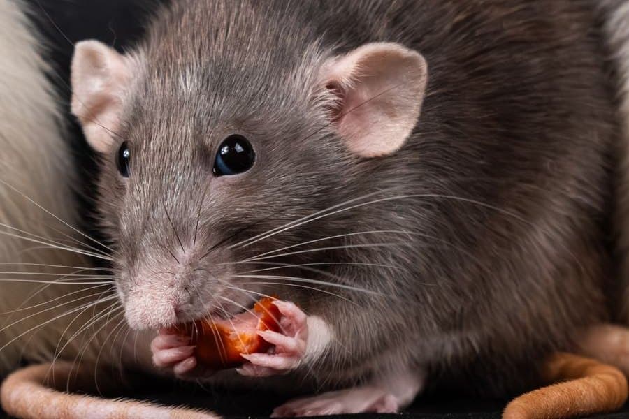 A rat feeding, showing the heavy body and blunt nose of a roof rat