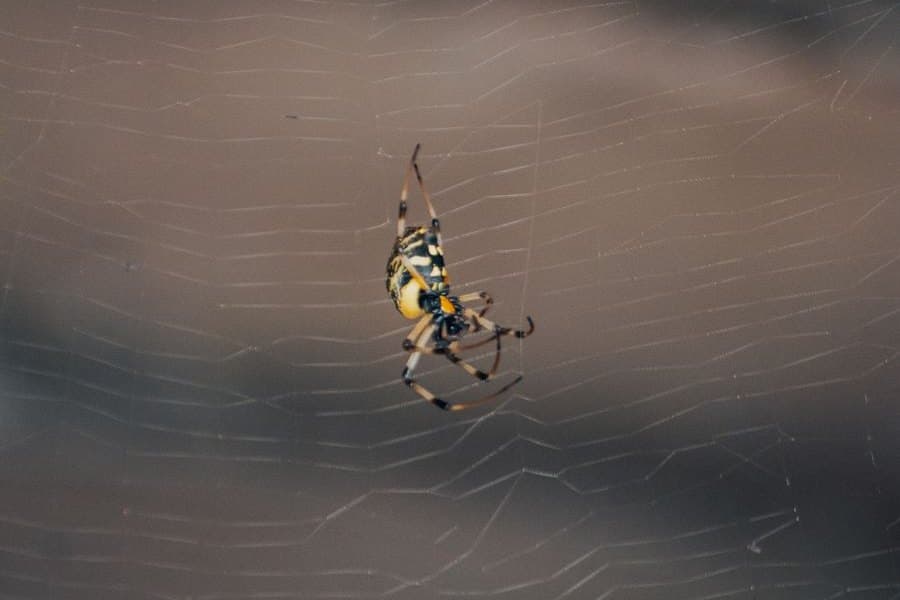 A spider sitting in its web, the kind that rebuilds in eaves and window frames