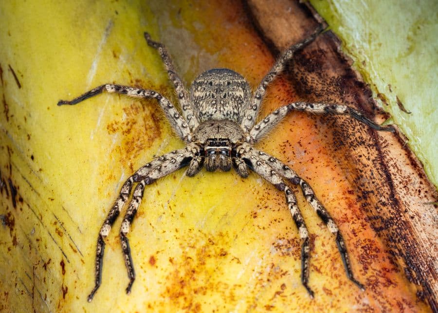 A huntsman spider on a wall, a common sight in Melbourne homes