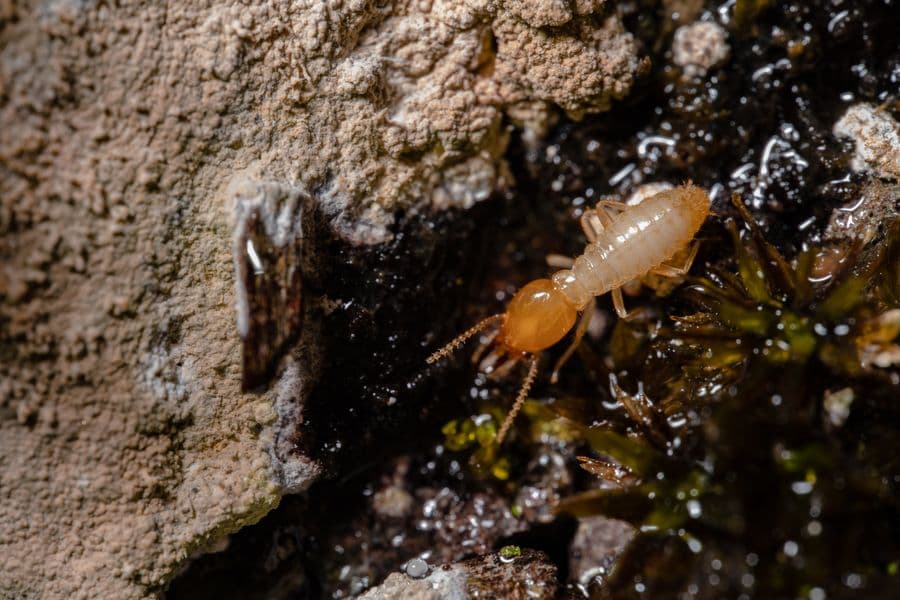Worker termites feeding on damp timber