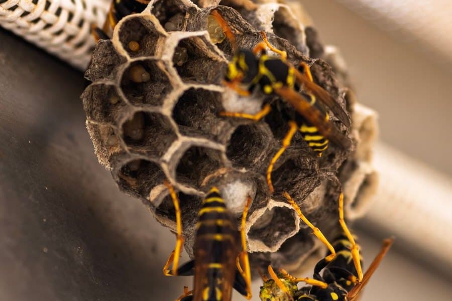 Paper wasps on their open comb nest under an eave